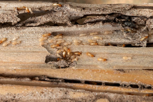 Best Emergency Pest Control  in Lakefield, MN