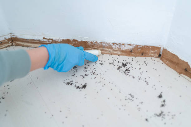 Best Pest Control Treatment  in Lakefield, MN